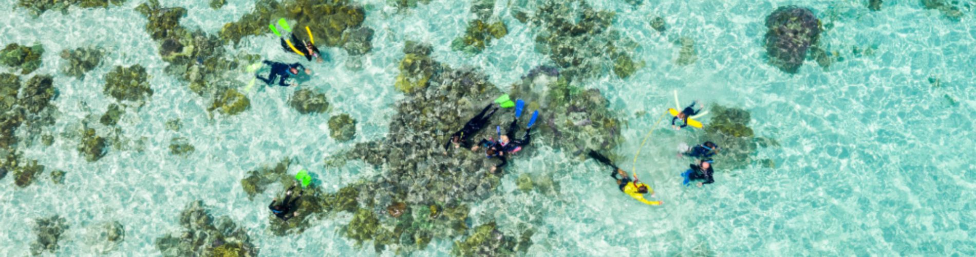 great barrier reef snorkelling
